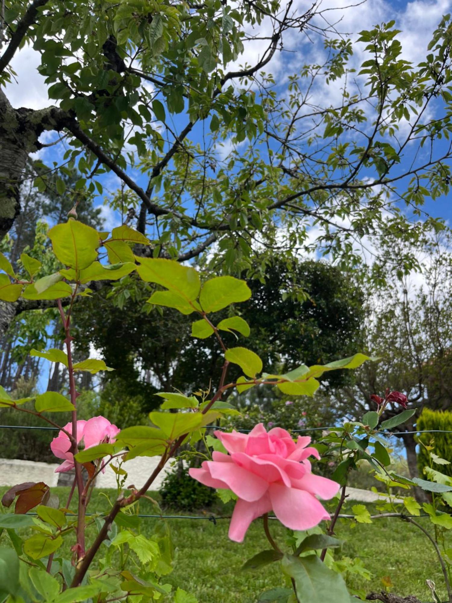 Casa Da Ribeira Do Cirio Guest House Сейя Екстериор снимка