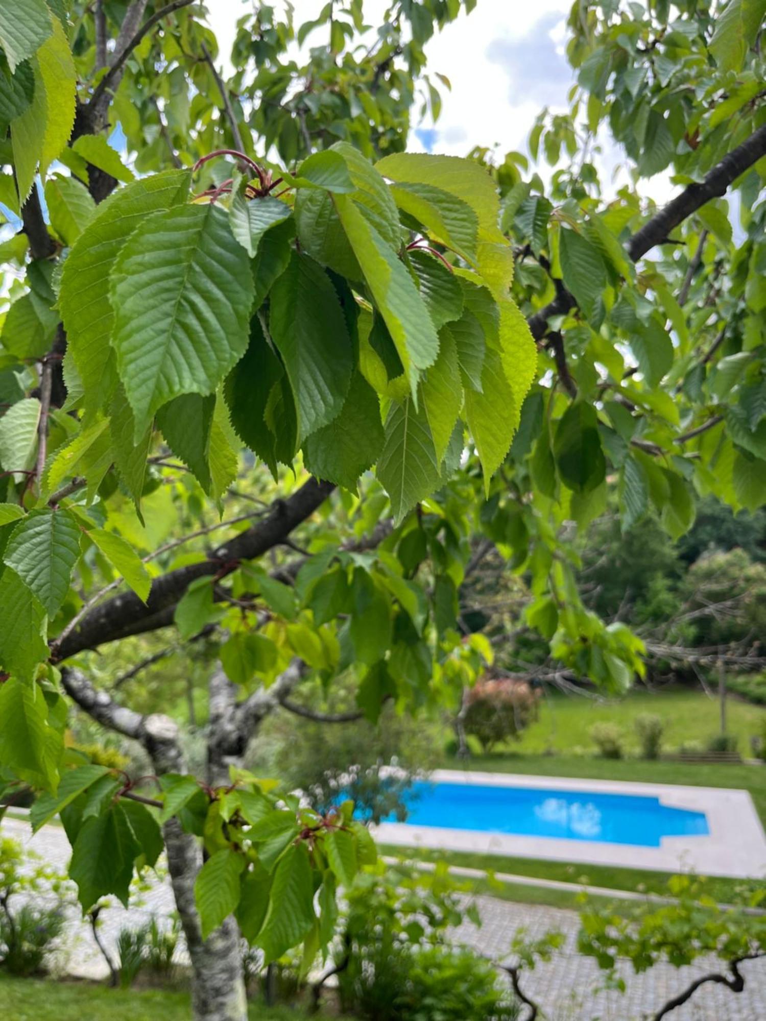 Casa Da Ribeira Do Cirio Guest House Сейя Екстериор снимка